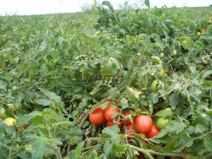 Tomate Tereza F1 1000 sem - Img 2