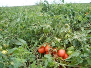 Tomate Tereza F1 1000 sem - Img 2