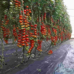 Tomate Wanda F1 250 sem