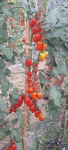 Tomate Zuccherino F1 100 sem