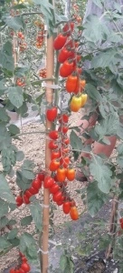 Tomate Zuccherino F1 100 sem