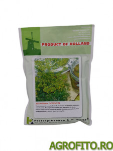 Marar commun 50 gr holland
