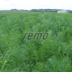 Marar compact 1 kg - Img 2