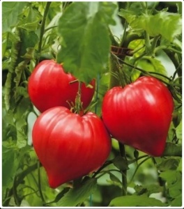 Tomate Dossimo F1 250 sem