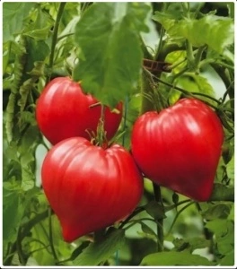 Tomate Dossimo F1 250 sem