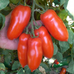 Tomate Giulietta F1 250 sem