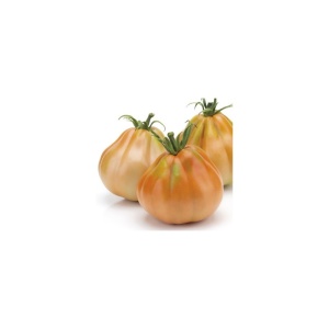 Tomate Lanterna F1 1000 sem