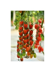 Tomate Pendragon F1 100 sem
