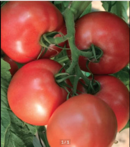 Tomate Pink Heart F1 100 sem