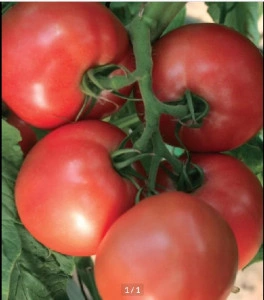 Tomate Pink Heart F1 100 sem