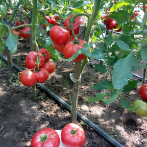 Tomate Pink Treat F1 100 sem