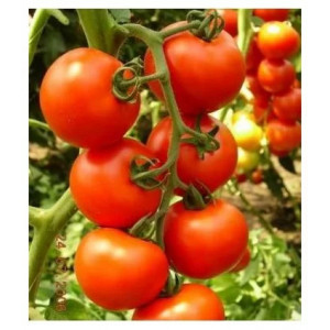 Tomate Primadona F1 100 sem