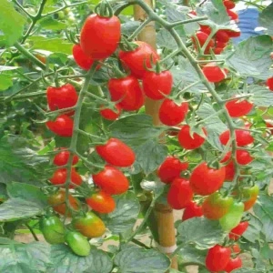Tomate Sorbetto F1 100 sem