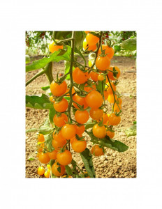 Tomate Summer Sun F1 100 sem