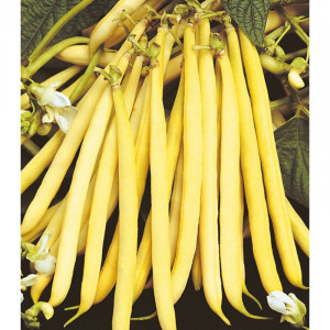 Fasole Roquencourt 250 g