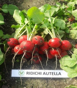 Ridichi Autella F1 10.000 sem