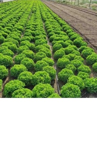 Salata Maritima F1 1000 sem