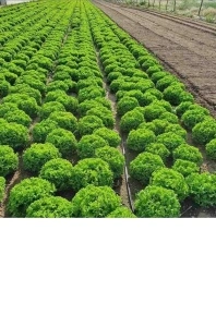 Salata Maritima F1 1000 sem