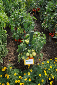 Tomate Berika F1 1 g - Img 2