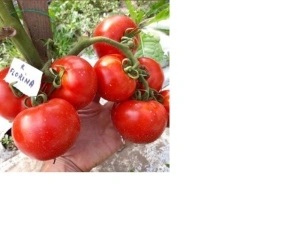 Tomate Florina 44 20 g