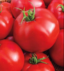 Tomate Giocondo F1 15 sem