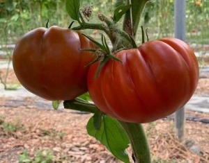 Tomate Marmalysa F1 100 sem