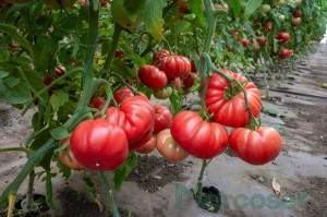 Tomate Rosamei F1 250 sem