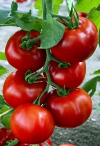 Tomate zadurella F1 250 sem