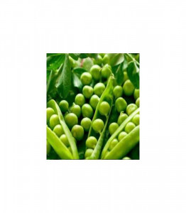 Mazare Korvin 500 g