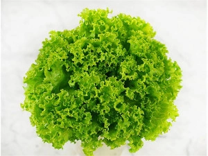 Salata lollo bionda semiorto 8 g