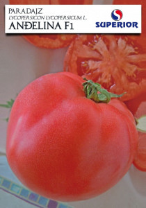 Tomate angelina 50 sem