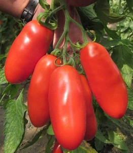 Tomate Bengala F1 100 sem - Img 2