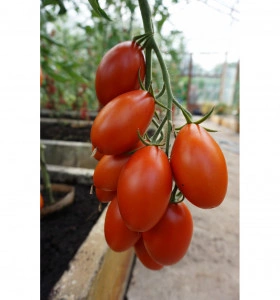 Tomate Blumko 30 sem - Img 2