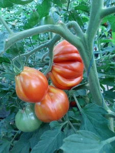 Tomate Corazon F1 250 sem