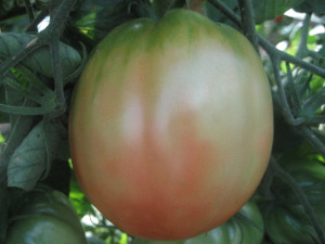 Tomate Pera dabruzzo F1 100 sem
