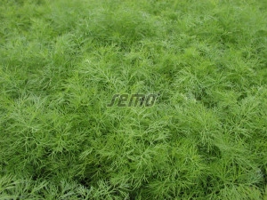 Marar Hanak 100 g