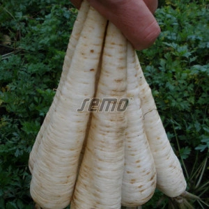 Patrunjel radacina Jadran 100 g