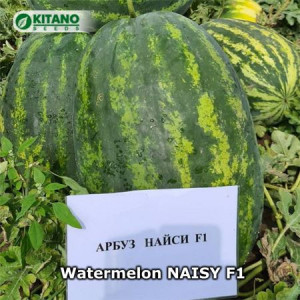 Pepene Naisy F1 50 sem - Img 2