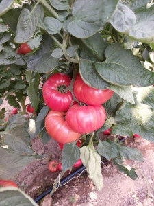 Tomate Buffalo pink F1 250 sem - Img 2