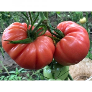 Tomate Cassa Rosa F1 500 sem
