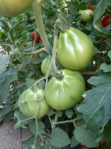 Tomate Corazon F1 250 sem - Img 2