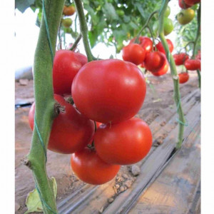 Tomate Diagrama F1 500 sem