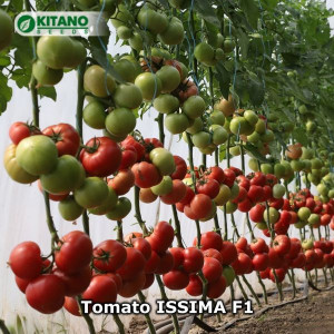 Tomate Issima F1 500 sem ( OSHIN F1 ) - Img 2