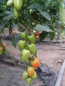 Tomate Kongo F1 250 sem - Img 2