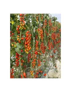 Tomate Pendragon F1 100 sem - Img 2