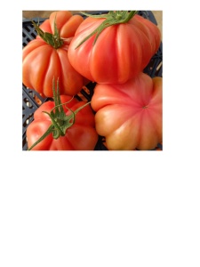 Tomate Pink Lady F1 50 sem