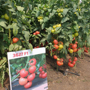 Tomate Rozy F1 500 sem redus