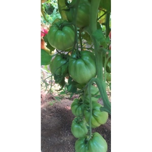 Tomate Silvano F1 1000 sem