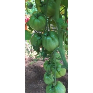 Tomate Silvano F1 1000 sem