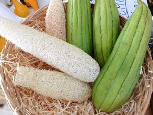 Luffa cylindrica 1g